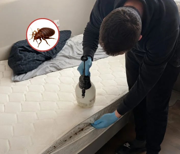 Technicien traitant un matelas contre les punaises de lit à Ussy-sur-Marne